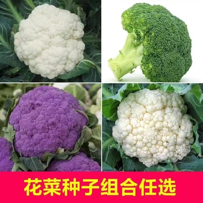 西兰花种子有机白菜孑四季