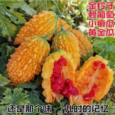 金铃子赖葡萄癞瓜种籽苗四季