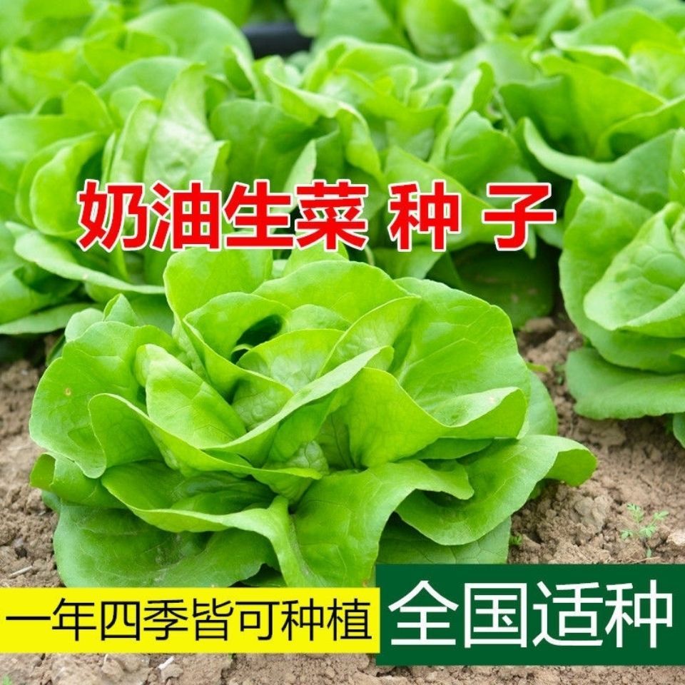 四季奶油生菜种子可生吃阳台盆栽夏季...