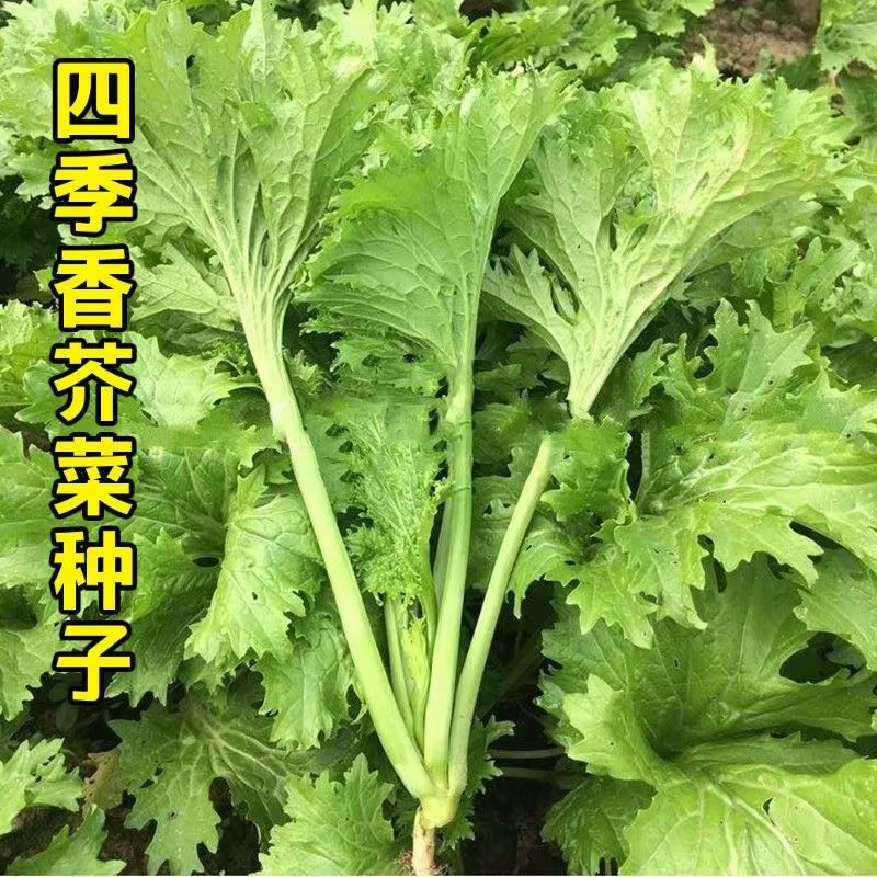 香叶芥菜种子饺子菜种子清香碧玉蔬菜四川做咸菜种子春秋种植,鲜花速递/花卉仿真/绿植园艺,家庭园艺种子,淘宝优惠券,粉丝福利购,淘宝优惠卷