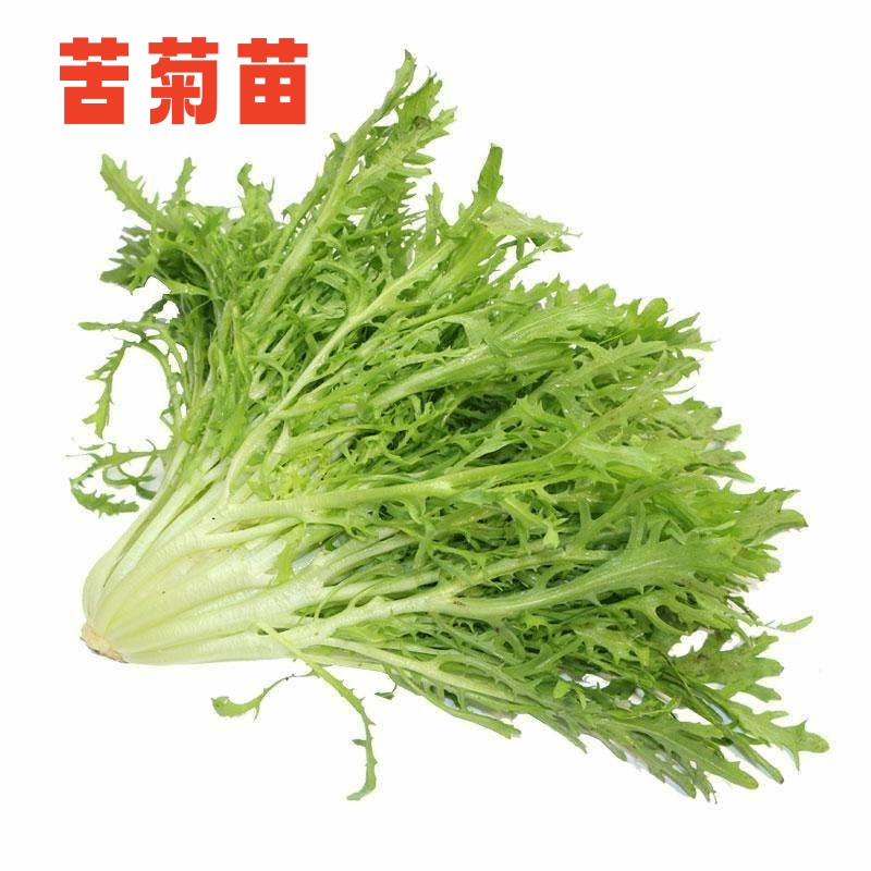 苦菊苗蔬菜秧苗幼苗白菜苗甘兰西兰花生菜油麦菜包菜莴笋菜苔心苗 鲜花速递/花卉仿真/绿植园艺 家庭园艺种子 原图主图