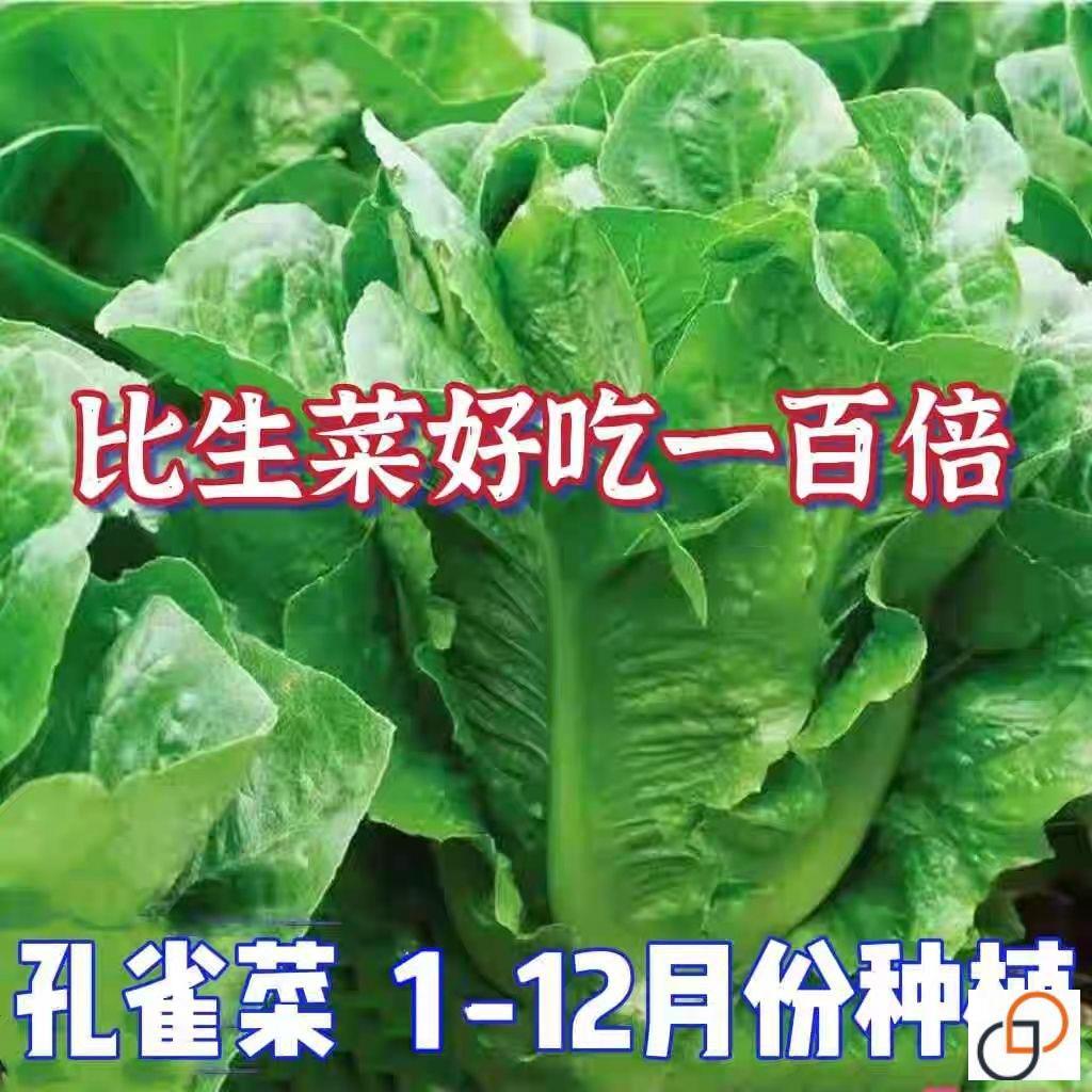孔雀菜种子不生虫罗马四季