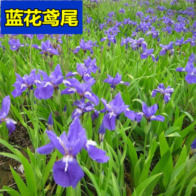 蓝花鸢尾草种子盆栽公园庭院