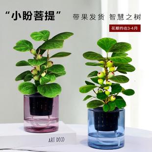 常青小盆栽好养小植物 小盼菩提盆栽水培菩提树室内四季