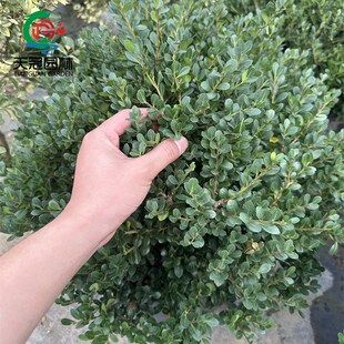 完美冬青球庭院j别墅花境常绿植物耐寒耐旱绿化苗木北美冬青先令