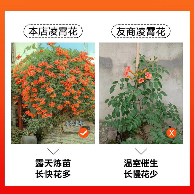 耐寒凌霄花苗爬藤植物四季开花卉好养绿植盆栽庭院阳台大苗大红色