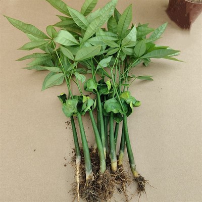 发财树原生苗盆栽小p苗室内植物办公室客厅绿植树苗好养绿植