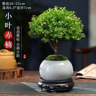 小葉赤楠盆栽老樁客廳小綠植花卉辦公室內桌Q面好養(yǎng)植物盆景擺件