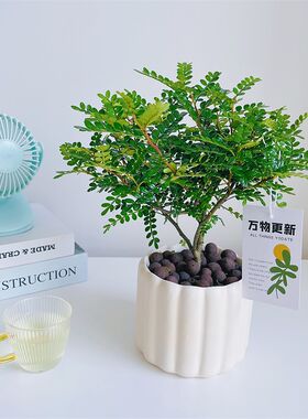 大颗清香胡椒木老桩驱蚊虫植物办公室内客厅卧P室桌面绿植花卉盆