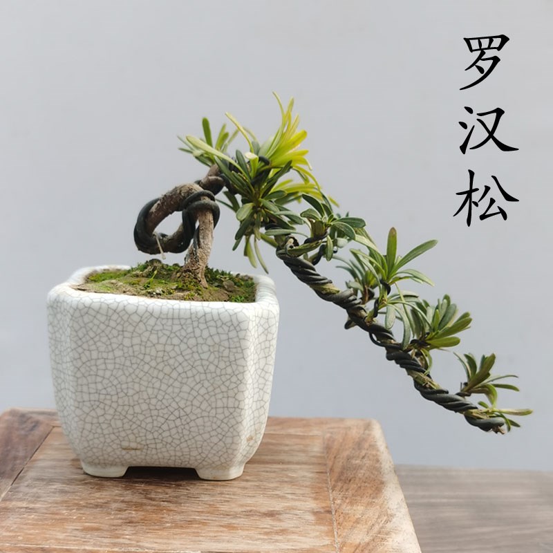 罗汉松盆景室内植物摆件造景v绿植桌面新中式茶桌造型真树老桩盆