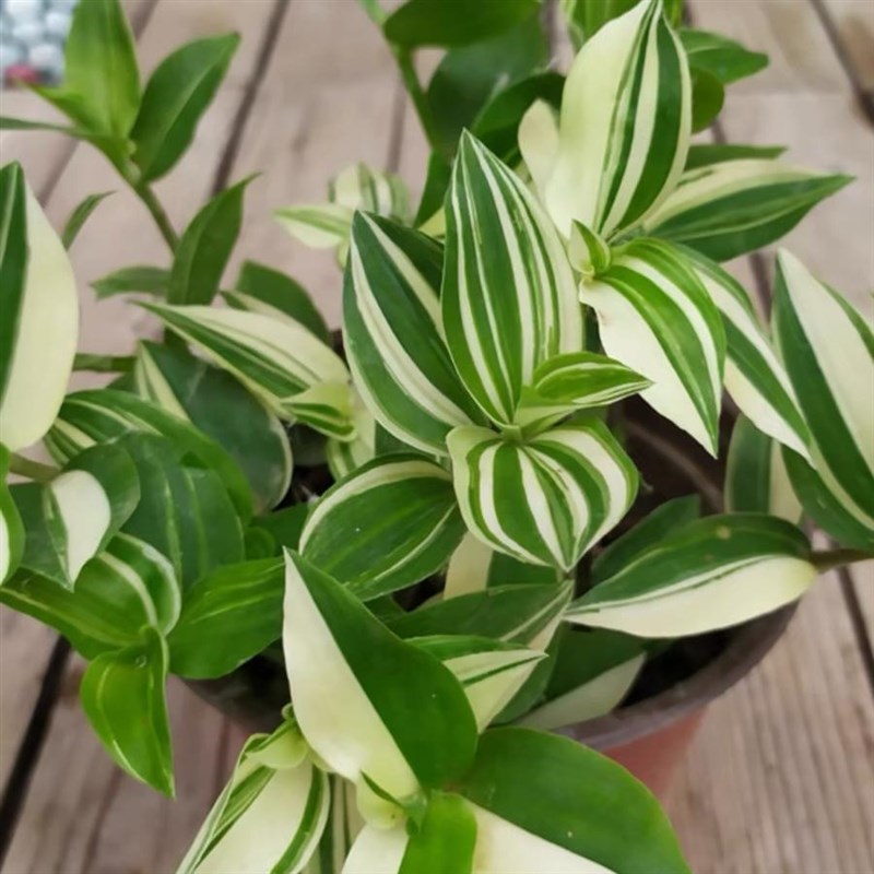青白玉吊兰花叶吊竹n梅阳台庭院吊兰盆栽观叶垂吊植物耐旱小绿植图片