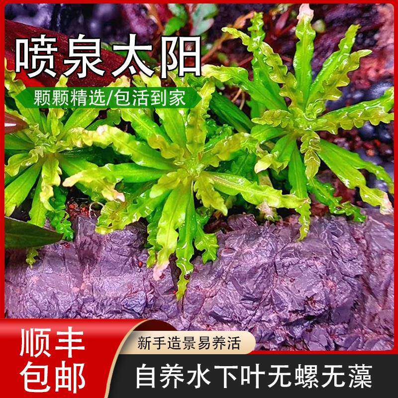 喷泉太阳稀有水草喷太椒草造景鱼缸草缸前景水草自养水下叶翠绿色