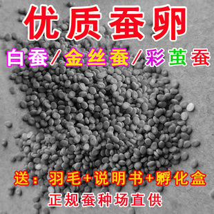蚕宝宝卵蚕种场蚕籽蚕蛋小蚕卵自然课宠物卵白蚕彩色蚕宝宝金丝蚕