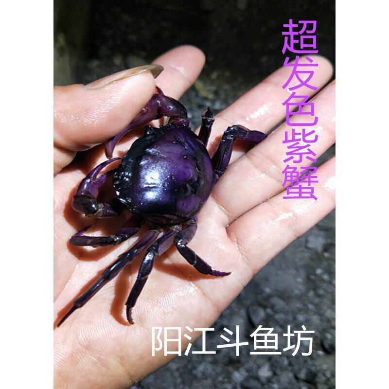 紫罗兰束腰战蟹紫罗兰蟹溪蟹田蟹将军蟹紫蟹淡水螃蟹活体观赏螃蟹