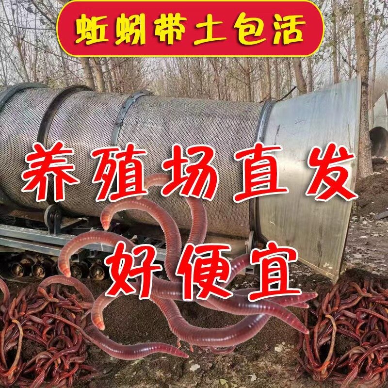 蚯蚓活饵鲜活小号大号特大野钓钓鱼1斤大红散装盒装红虫鱼饵饵料