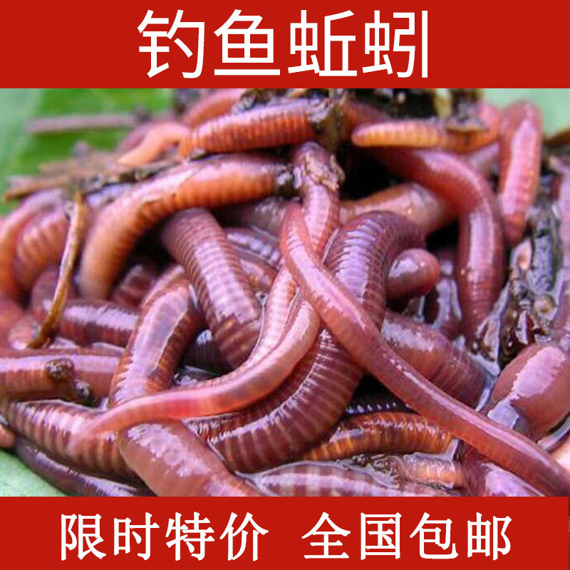 野钓1斤蚯蚓活饵鲜活散装红虫黑蚯蚓盒装鲫鱼钓鱼饵活体大红蚯蚓