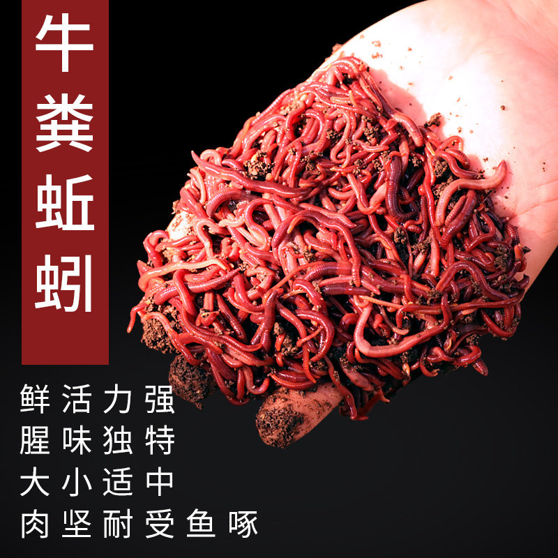 钓鱼活饵蚯蚓野钓鲜活小号大号特大号红虫1斤大红散装盒装黑坑饵