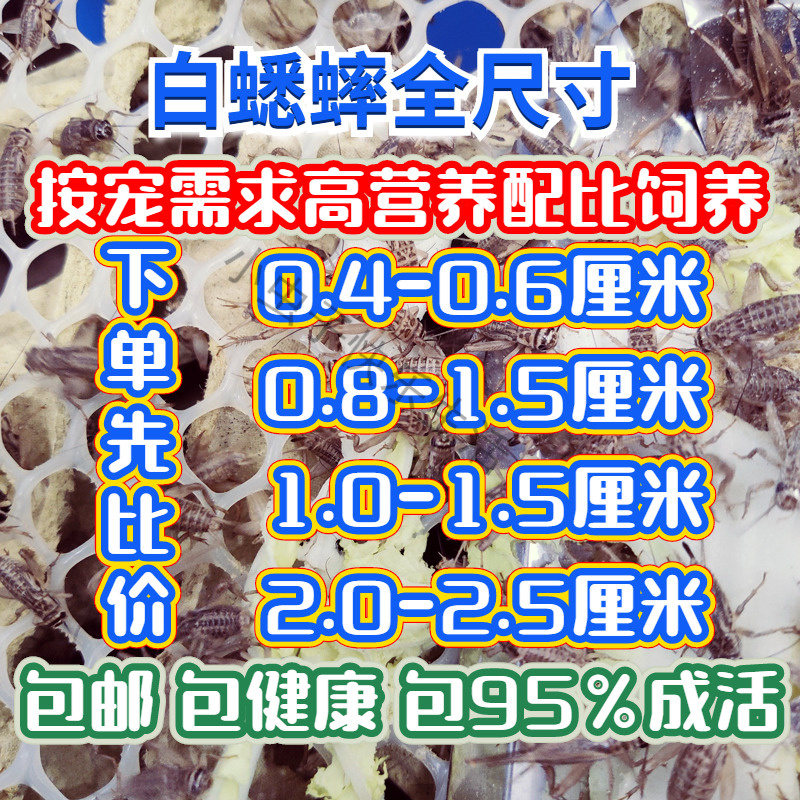 蛐蛐蟋蟀活体蜥蜴活体饲料白蛐蛐活物蟋蟀宠物守宫鸟食油葫芦活体
