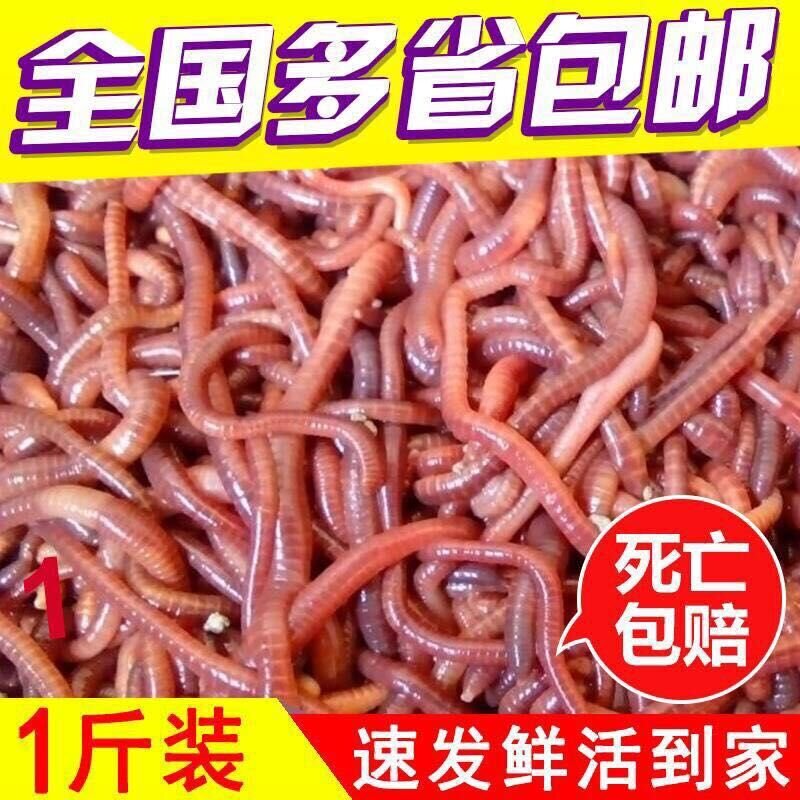 蚯蚓活体 野钓 大号秋引特大 大红丘引 钓鱼用邱引活邱蚓鲜活