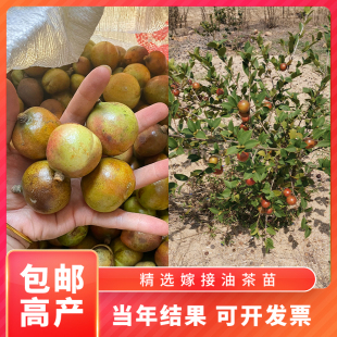 高产嫁接油茶苗山茶油苗r茶籽油苗茶油树苗油茶树苗容器杯苗 袋苗