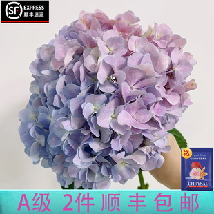 包邮 稀有A级绣球云南稀有鲜花直发满2件 顺丰送可利鲜 云画