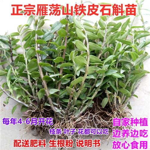 浙江雁荡山铁皮石斛苗红杆软脚石斛盆栽基地直销3年苗绿植可食用