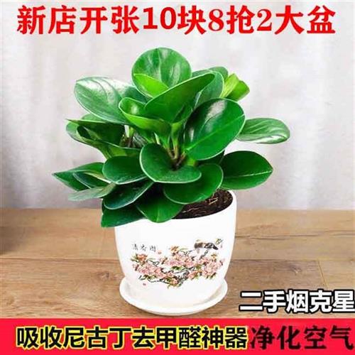 四季常青豆瓣绿吸烟鬼花青叶碧玉室内盆栽水培观叶绿植净化空气