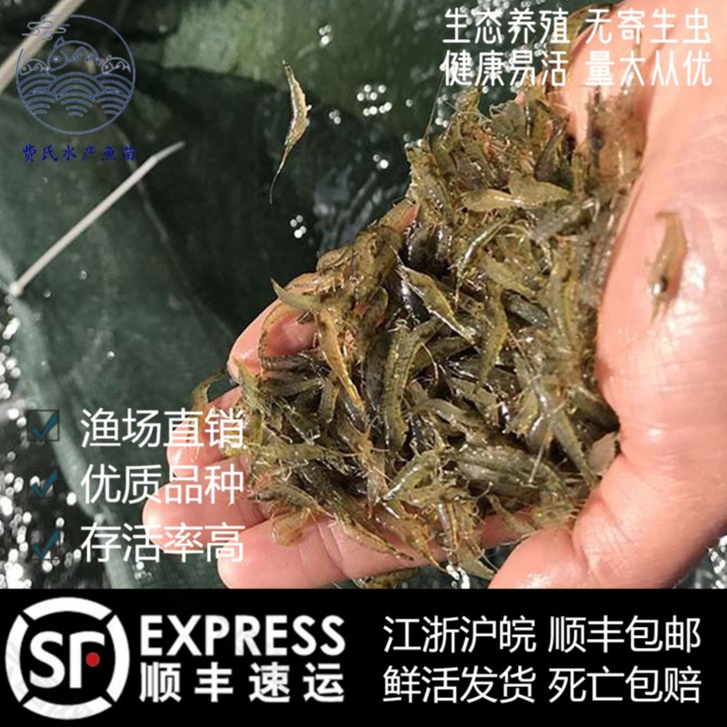 好养耐活淡水鱼苗养殖专用青虾苗河虾苗小鱼苗观赏缸除藻渔场直发