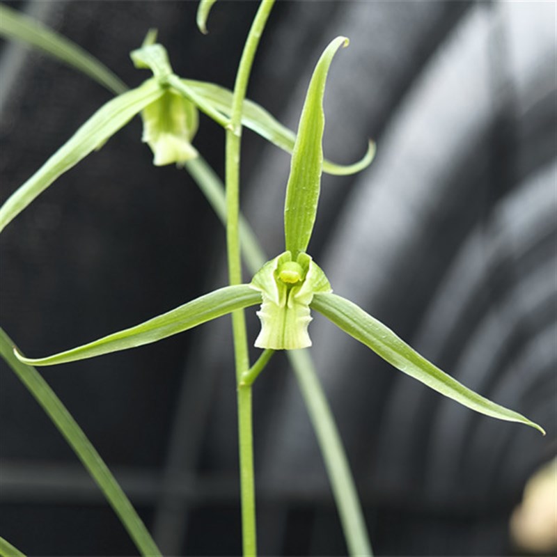 细叶寒兰素心 寒素 弓垂叶 9公分大P花 关公素 浓香