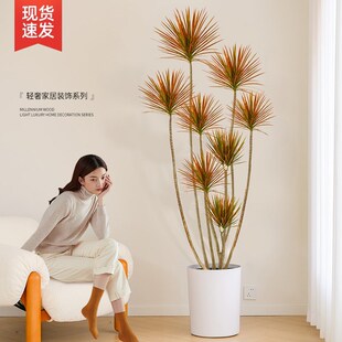 千年木客厅绿植大型植物盆栽造景室内好养七彩铁龙血树落地式真树