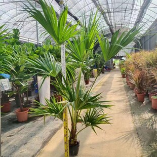 大型蒲葵大叶蒲圆叶室内吸甲醛净化空气客厅庭院T好养活耐寒绿植