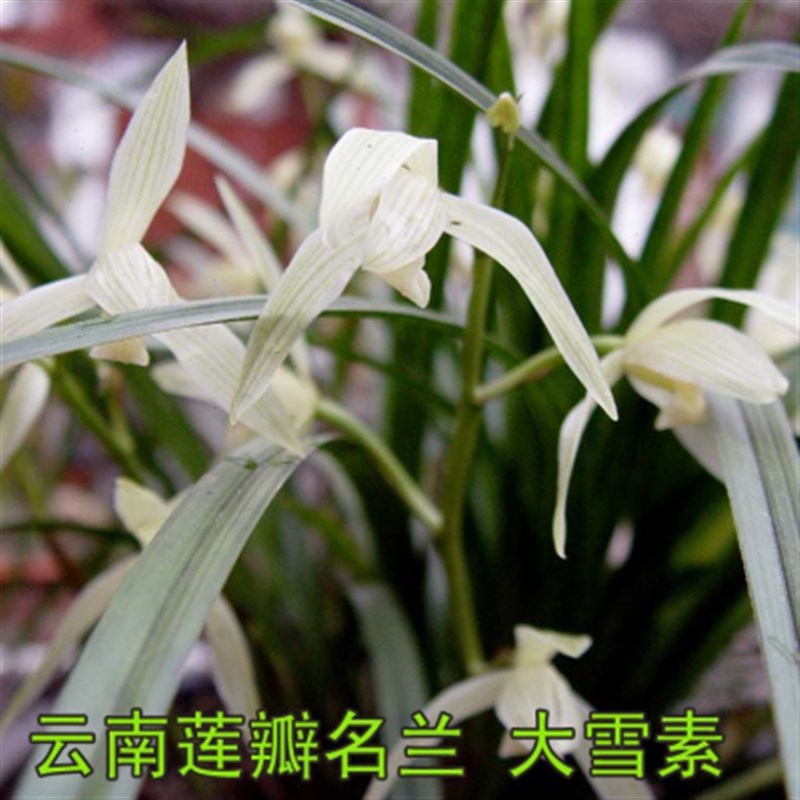 村村寨寨之云南传统莲瓣兰花名B品大雪素(丽江石鼓种)两苗起售