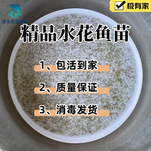 柳根水花鱼苗高山小溪冷水鱼柳根鱼水产小鱼小溪鱼柳根东北耐寒鱼