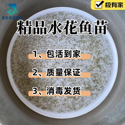 【正宗青竹鲤鱼苗】青竹倒刺鲃鲤苗淡水鱼苗优质改良品种包活