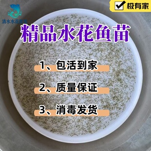 柳根水花鱼苗高山小溪冷水鱼柳根鱼水产小鱼小溪鱼柳根东北耐寒鱼