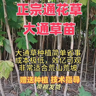 大通草 通草 通花草通花根 大R通草苗 通草苗