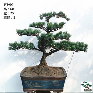 实拍 耐寒好养实物 精品造型h五针松盆景 阳台客厅庭院植物