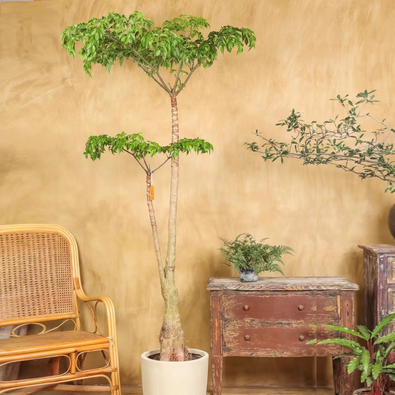 幌伞枫原生老桩幸福树大型盆栽新房客厅绿植富贵树办公室阳台盆景