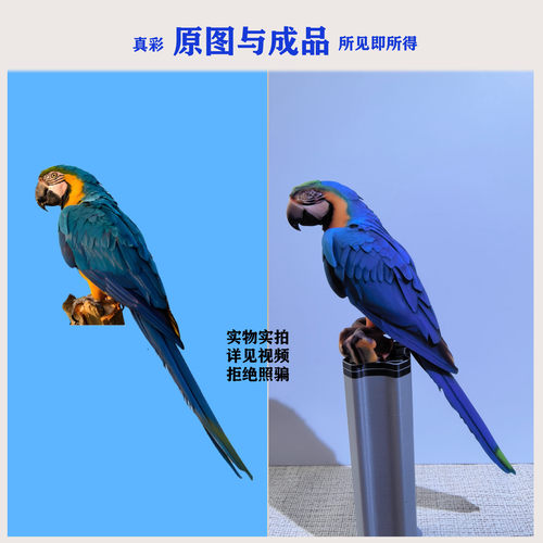 全彩宠物鸟定制礼物送源文件