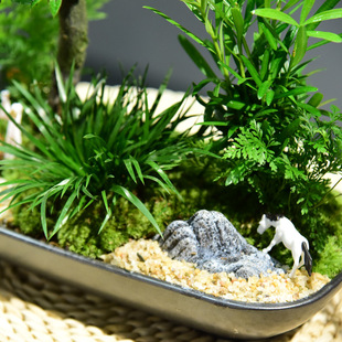 黑骨茶小叶紫檀盆栽室内客厅好养绿植盆景办公室桌面植物装饰