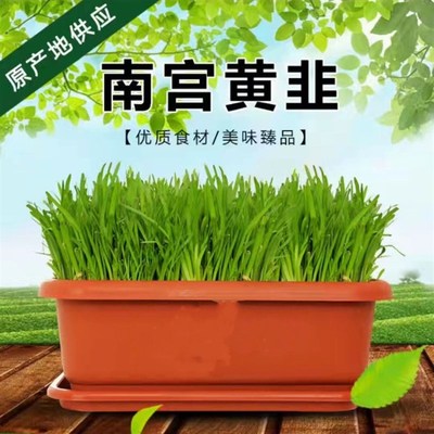 南宫韭菜盆景水培韭菜韭菜根水培蔬菜可食好养活无公害活盆载