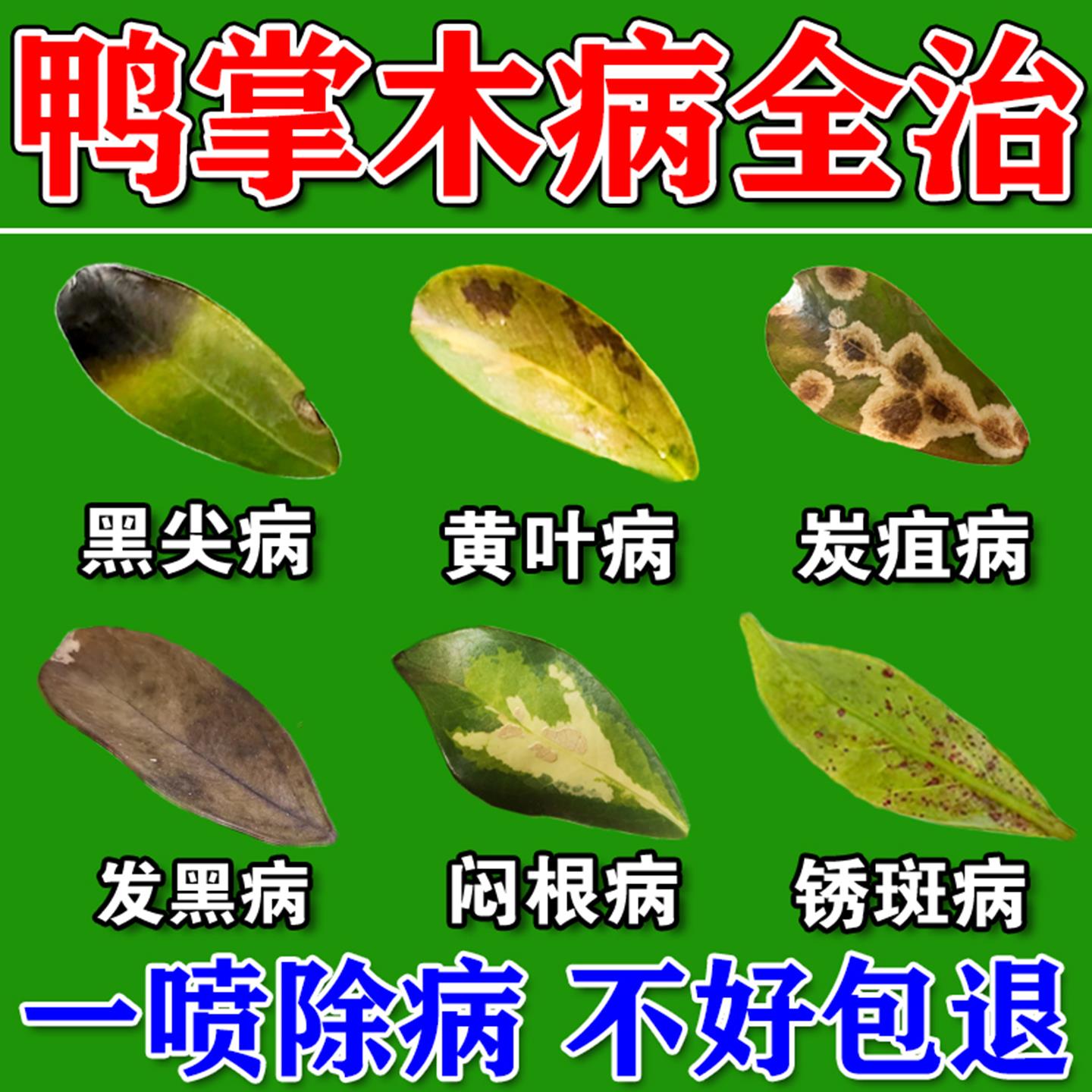 鸭脚木营养液黄叶子发黑掉叶枯萎专用药水土培盆栽八方来财专用肥