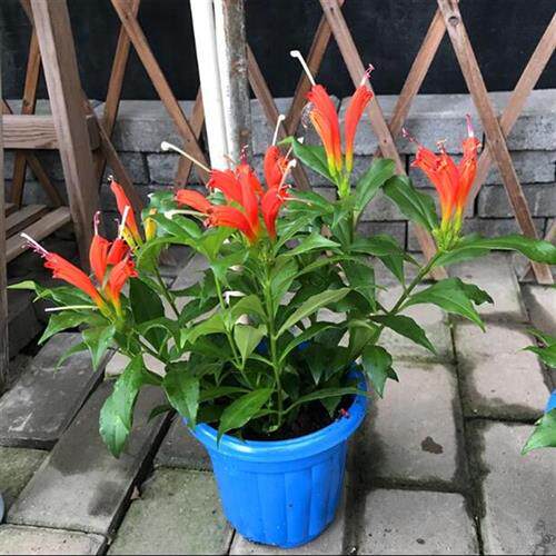 四季 凤凰还巢 金凤还巢 直立口红吊兰 室内庭院阳台 芒毛苣苔花