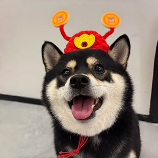 2026新年马年喜庆装扮财神帽子猫咪狗狗通用头饰招财头套拍照道具