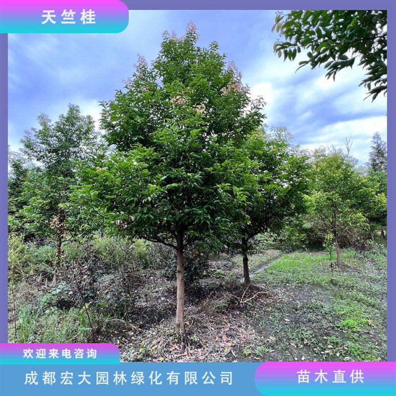 天竺桂树基地直发截s杆全冠规格齐全城市行道树四季常绿乔木