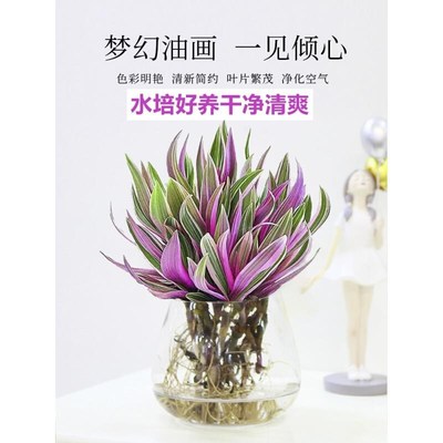 油画婚礼吊兰花盆紫露兰盆栽水培植物室J内办公室卉水养粉掌绿植