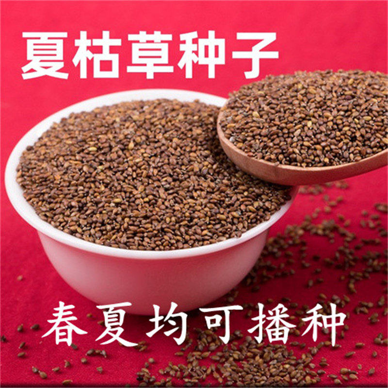 夏枯草种子夏枯草苗中药材盆栽庭院阳台种植白毛夏枯草苗夏果草霍