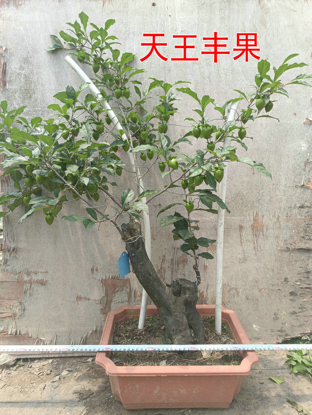 老鸦柿盆景梦之雫独孤天下史葫芦嫁接品种实物拍摄办公绿植金币抵