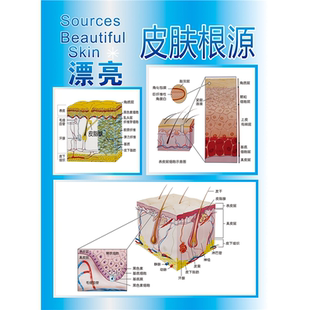 皮肤生理图分层细胞结构立体受损图写真海报定印制展板墙贴纸