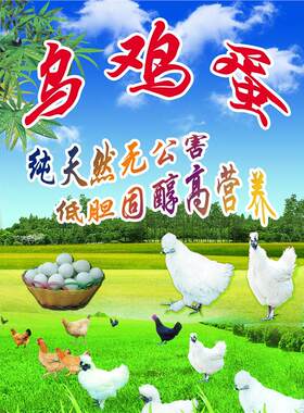 乌鸡蛋无公害低胆固醇高营养海报展板绿壳乌鸡蛋白凤乌鸡蛋